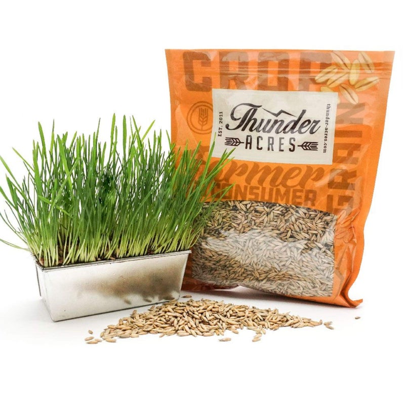 Thunder Acres Non GMO, Certified Organic, Oat Seed (1 lb.) - Image 3